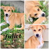 Juliet 1355