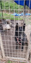 Bear 1357