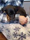 Brownie 1372