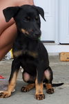 Brownie 1372
