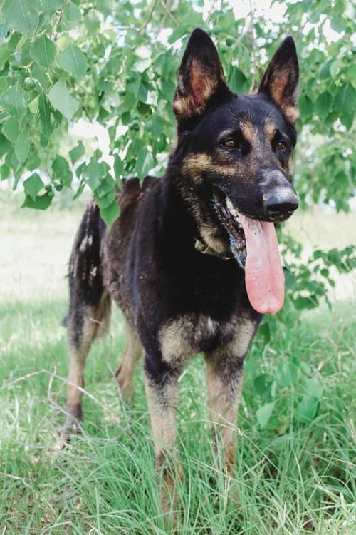Rosco 1376