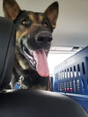 Rosco 1376