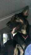 Rosco 1376