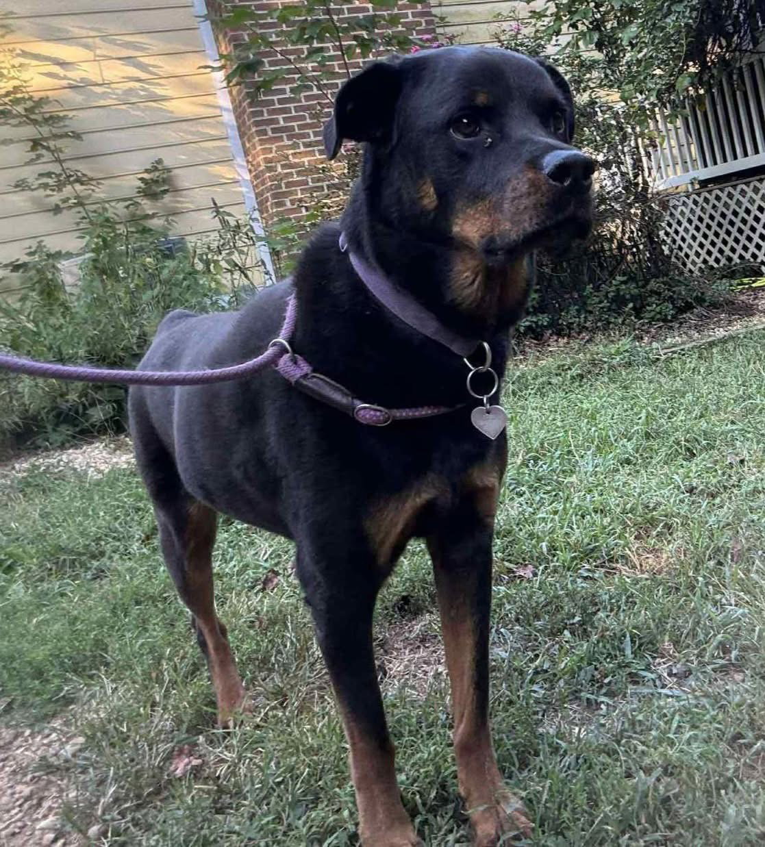 Daisy 1403