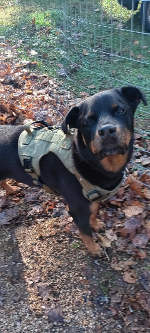 picture of the dog needing adoption