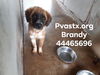 Brandy 1437