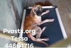 Tessa 1464