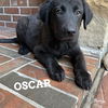 Oscar 1473