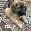 Ellie 1474
