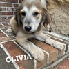 Olivia 1475