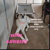Sadie 1483