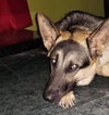 Tobi 1488