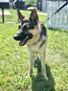 Tobi 1488