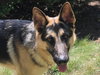 Tobi 1488