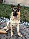 Tobi 1488
