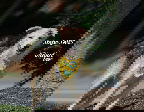 Inigo 1493