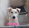 Josie 1532