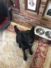 Izzy (Misha) 1564