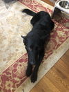 Izzy (Misha) 1564