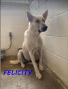 Felicity 1571