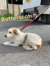 Butterscotch 1601