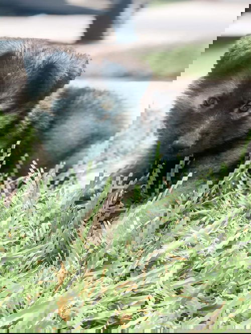 Bear 1651