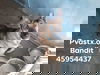 Bandit 1659
