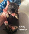 Finley 1721