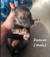 Duncan 1722