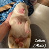 Callan 1724