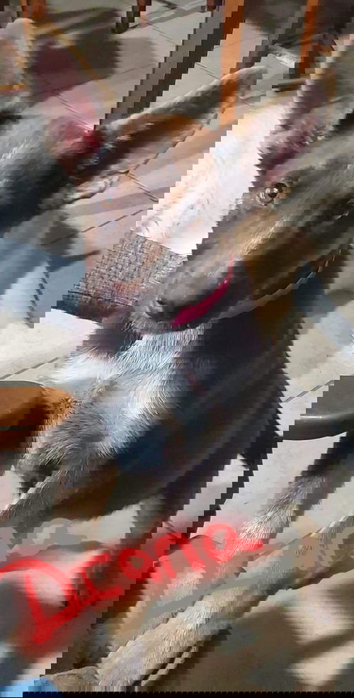 Diana 1776