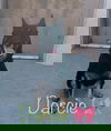 Darcie 1785