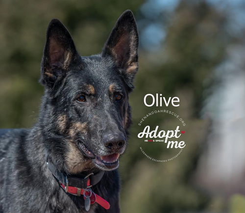 Olive 1837