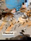 Chestnut 1867