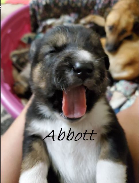 Abbott 1871