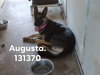 Augusta 1882