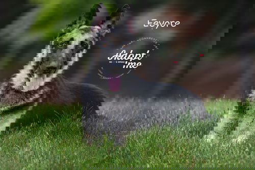 Eeyore 1885