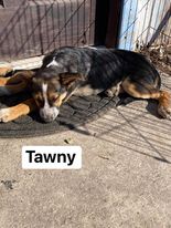 Tawny 1914
