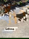 Sienna 1915