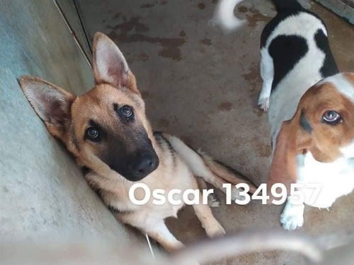 Oscar 1980