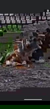 O'Connell 1988