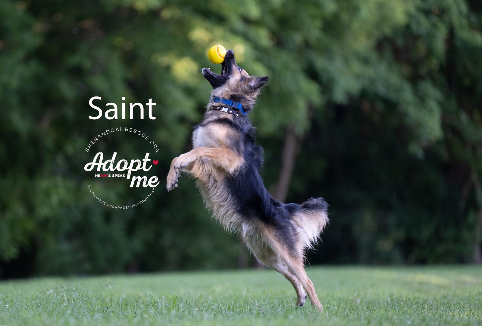 Saint 2055