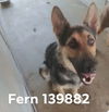 Fern 2091