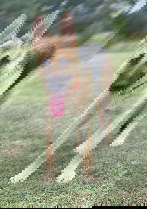 Genna 2093