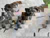 Winston 2109