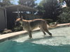 Simba 2112