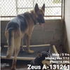 Zeus 2130