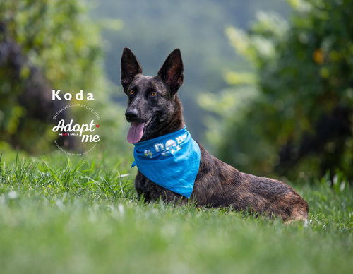 Koda 2167