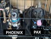 Phoenix 2143
