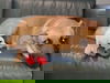 Elena 2176